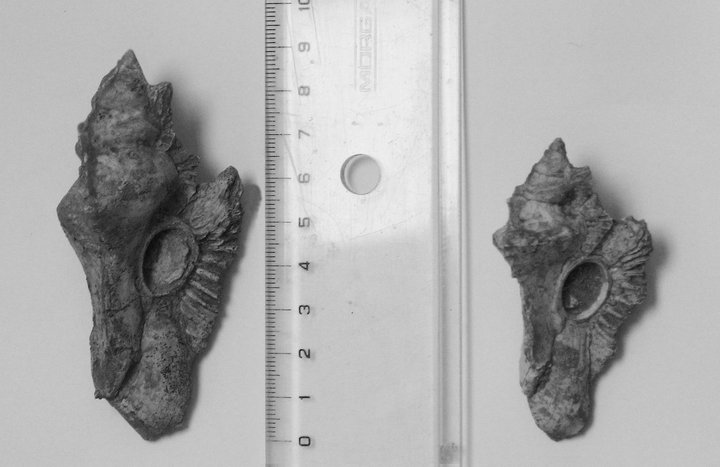 Purpurellus veranyi (Paulucci, 1866) - Pliocene